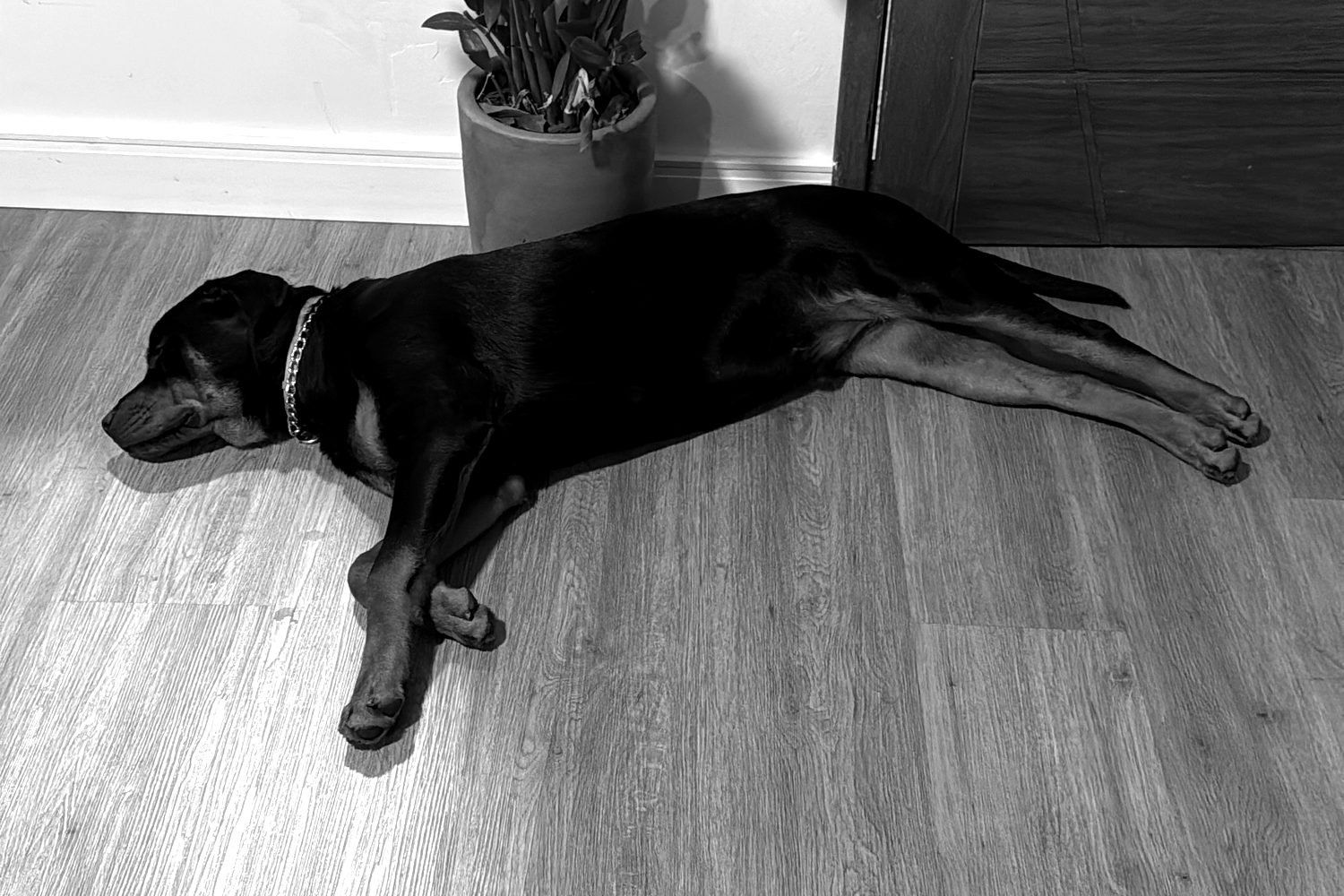 Sirius, o rottweiler, deitado no chão de casa